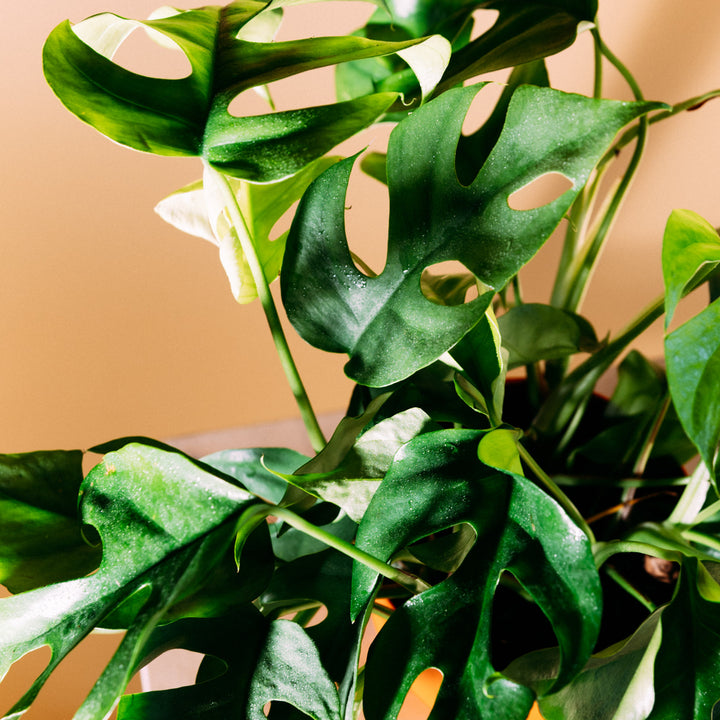 Blätter der Monstera minima