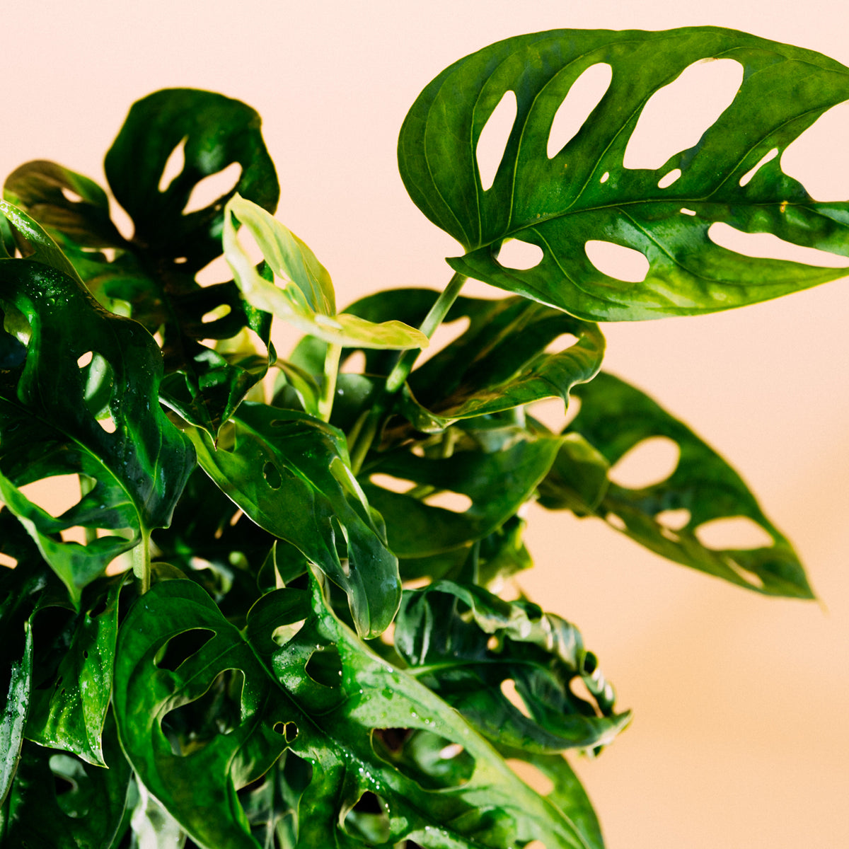 Blätter der Monstera Monkey Leaf