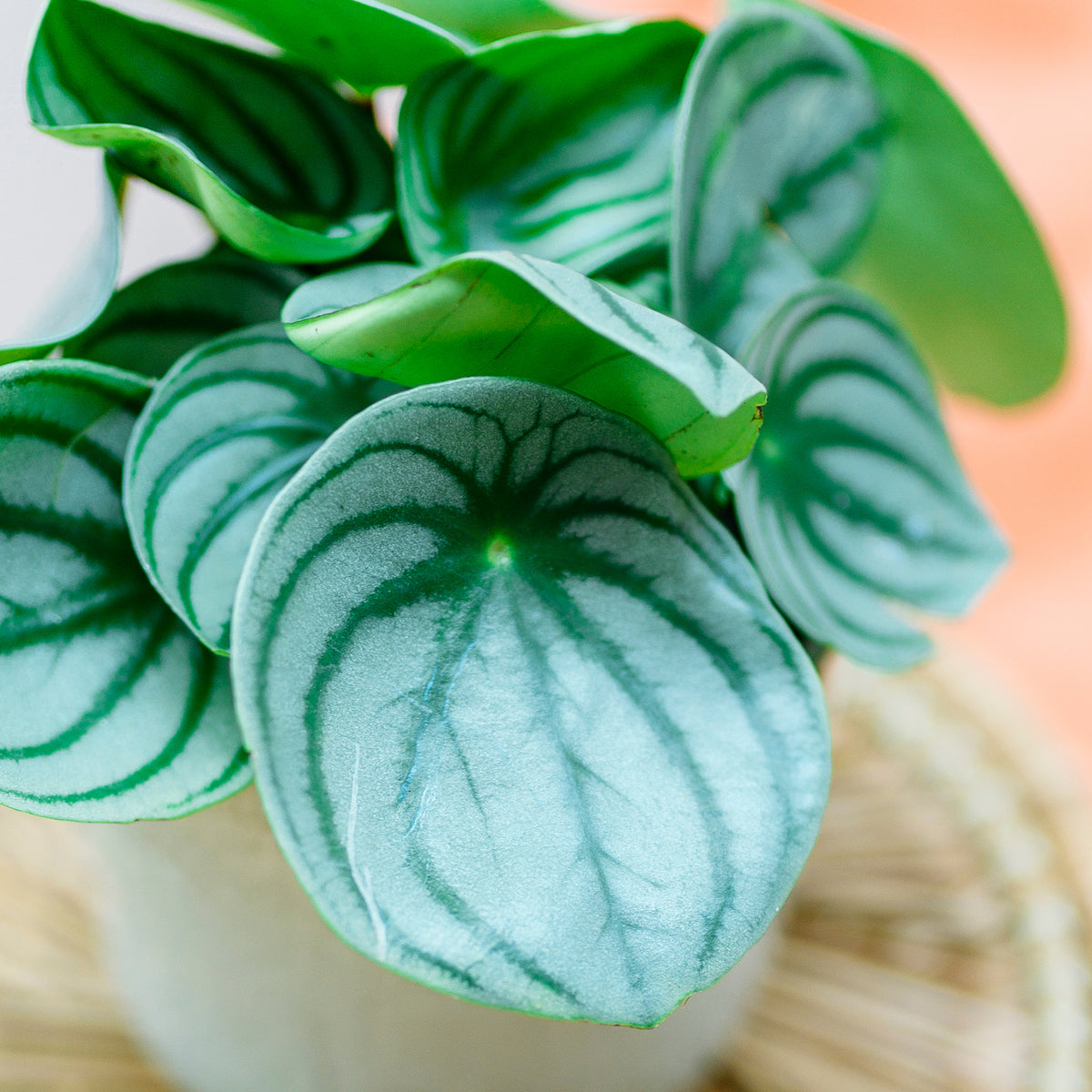 Blätter der Peperomia argyreia 'Watermelon'