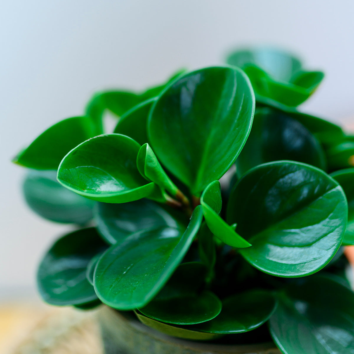 Blätter der Peperomia obtusifolia 'Greengold'