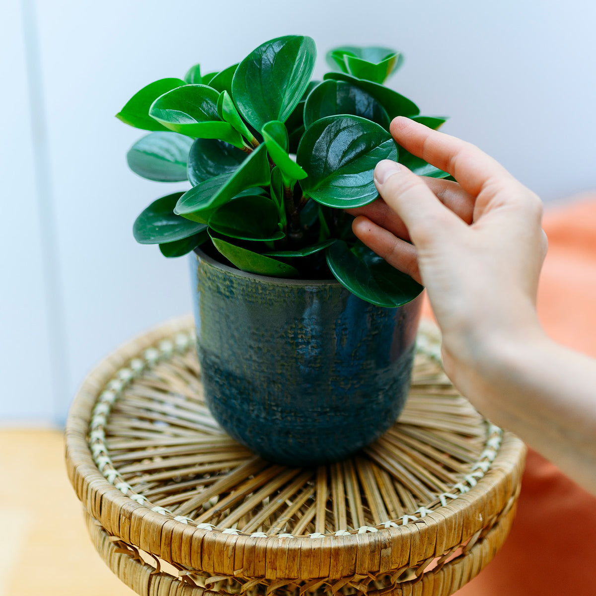 Blätter der Peperomia obtusifolia  'Greengold'