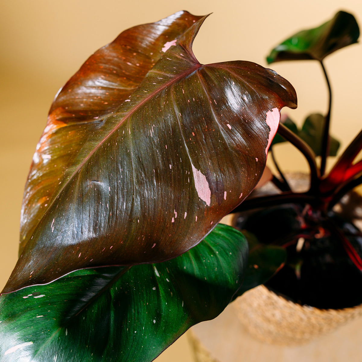 Blätter des Philodendron 'Pink Princess'