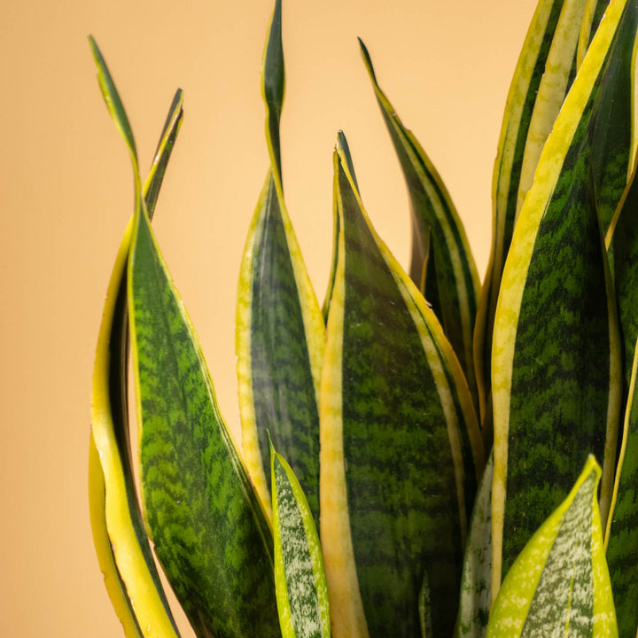 Blätter der Sansevieria trifasciata XXL