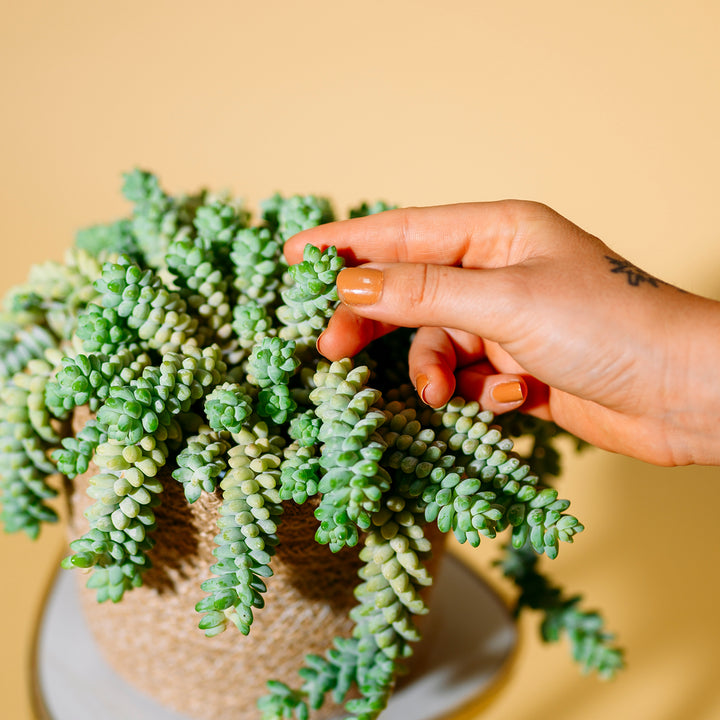 Blätter der Sedum morganianum