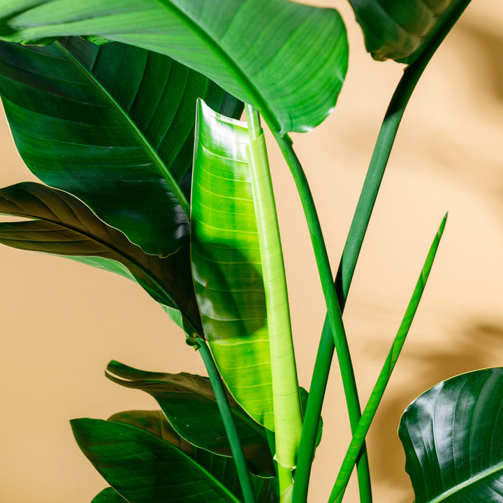 Blätter der Strelitzia nicolai XXL