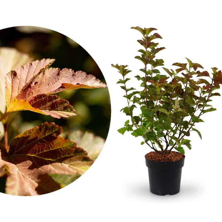 Blätter der Blasenspiere 'Amber Jubilee'®