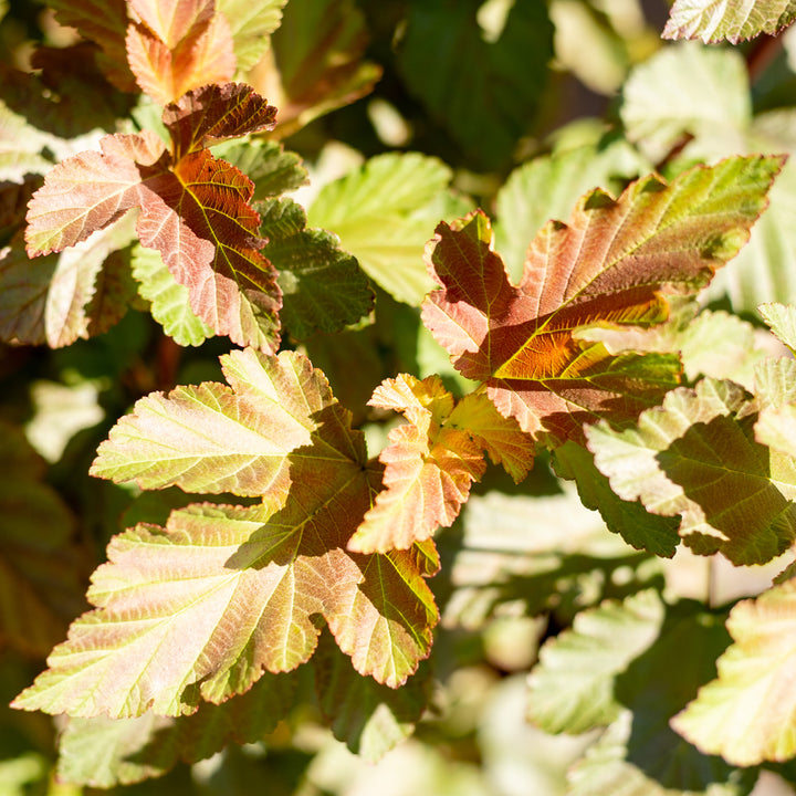 Größe der Blasenspiere 'Amber Jubilee'®