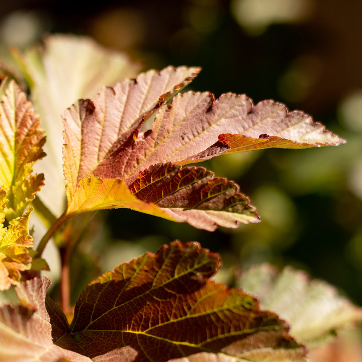 Blasenspiere 'Amber Jubilee'® im Topf