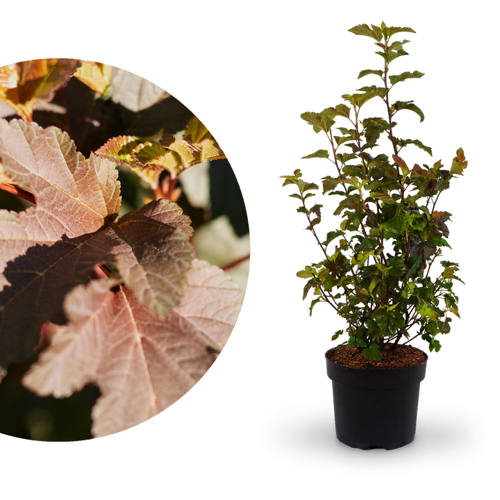 Dunkelrote Blasenspiere 'Diabolo'®