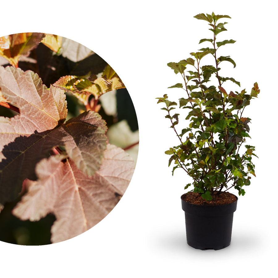Dunkelrote Blasenspiere 'Diabolo'®