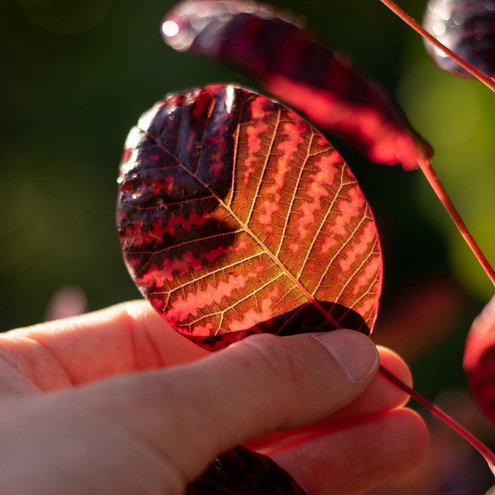 Blatt des Cotinus coggygria 'Royal Purple'®