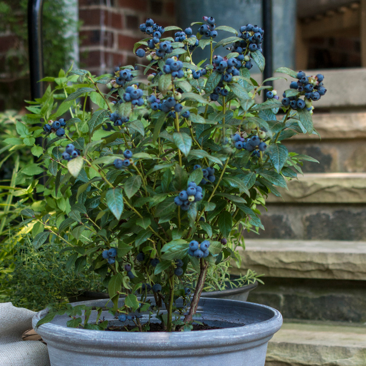 Plantura BrazelBerry® 'Perpetua' im Topf
