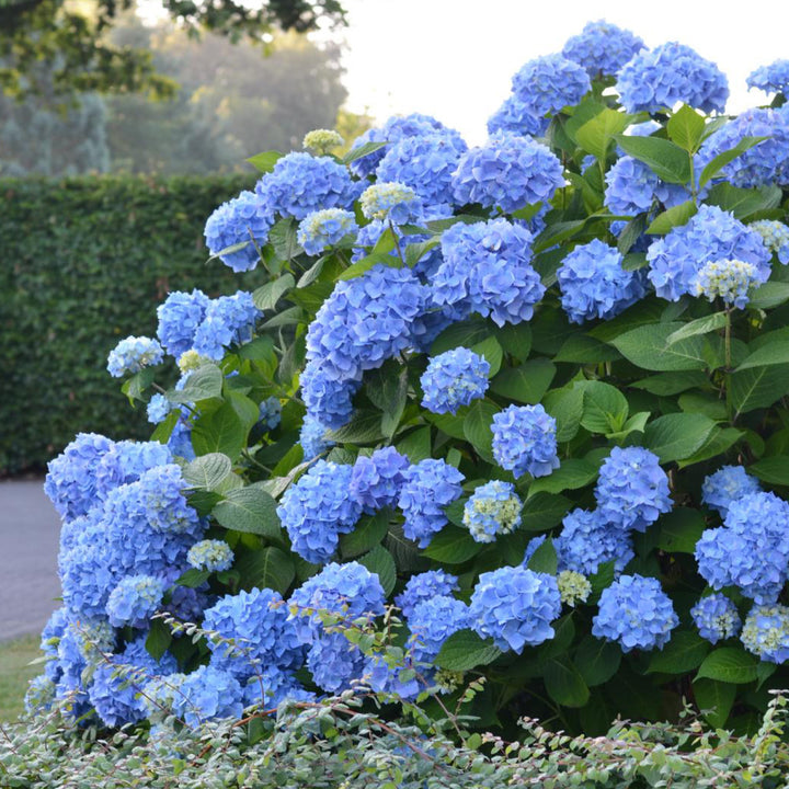 Hortensie Endless Summer® 'The Original' Blau im Beet