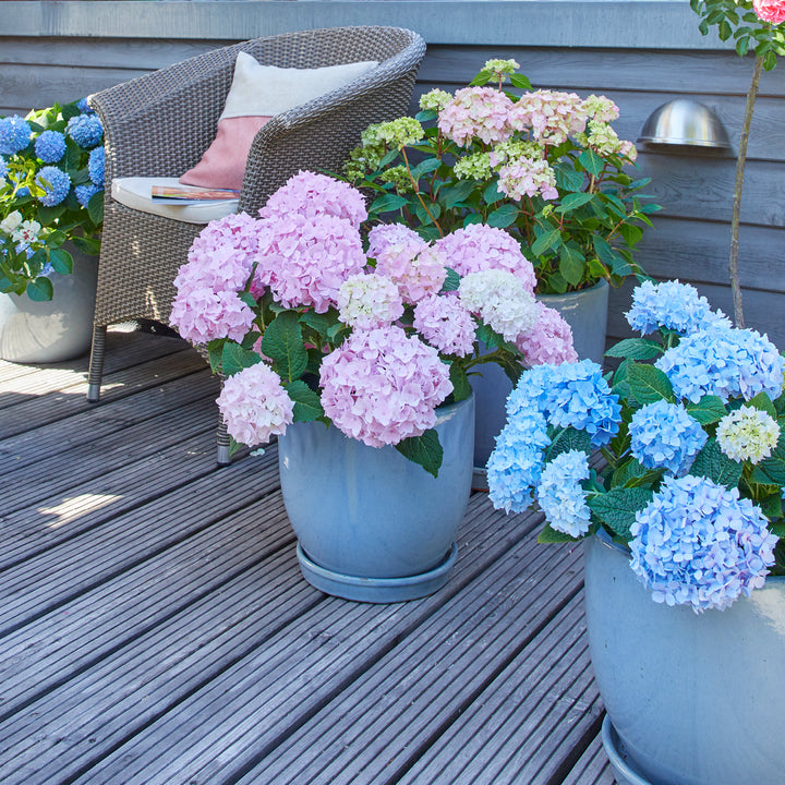 Blaue Hortensie Endless Summer® 'The Original' im Topf