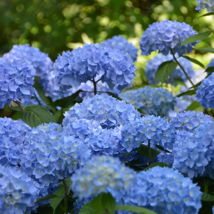 Blaue Endless Summer® Hortensie 'The Original'