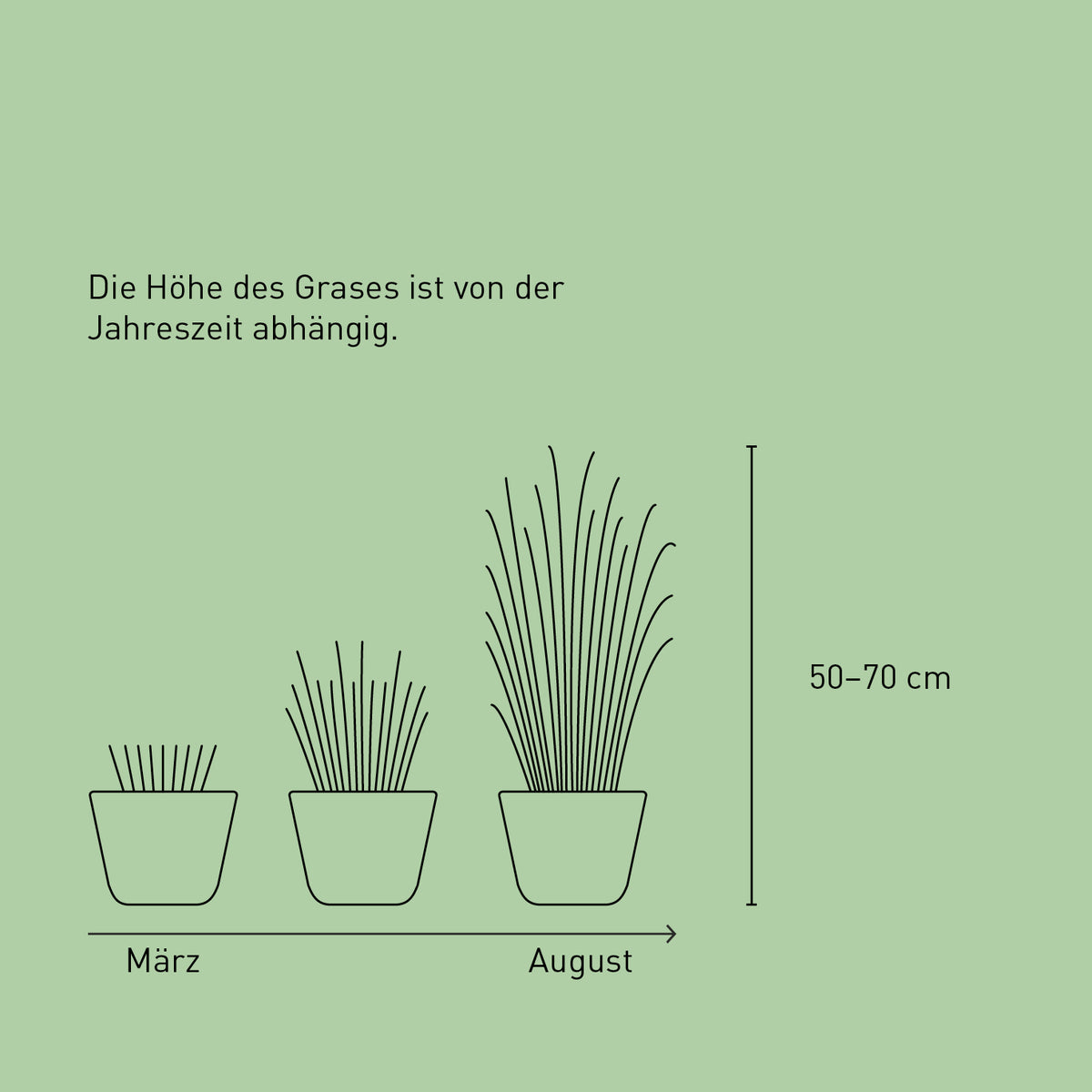 Größe des Blauen Strandroggen 'Blue Dune'