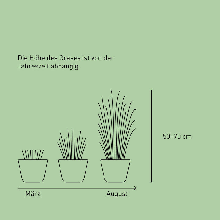 Größe des Blauen Strandroggen 'Blue Dune'