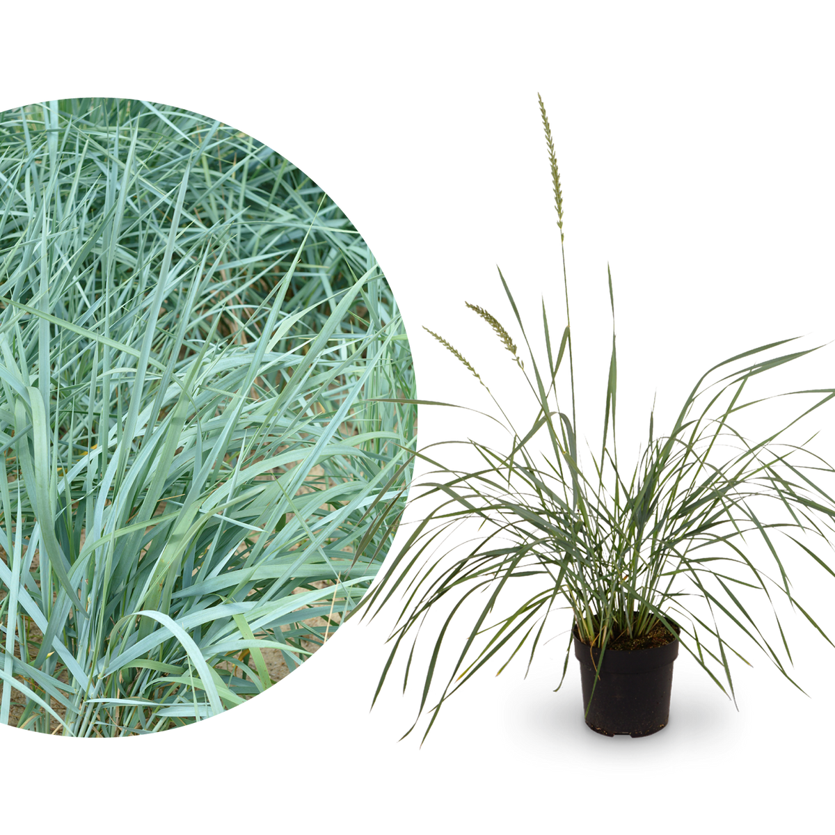 Blauer Strandroggen 'Blue Dune'
