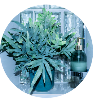 Phlebodium aureum 'Blue Star'