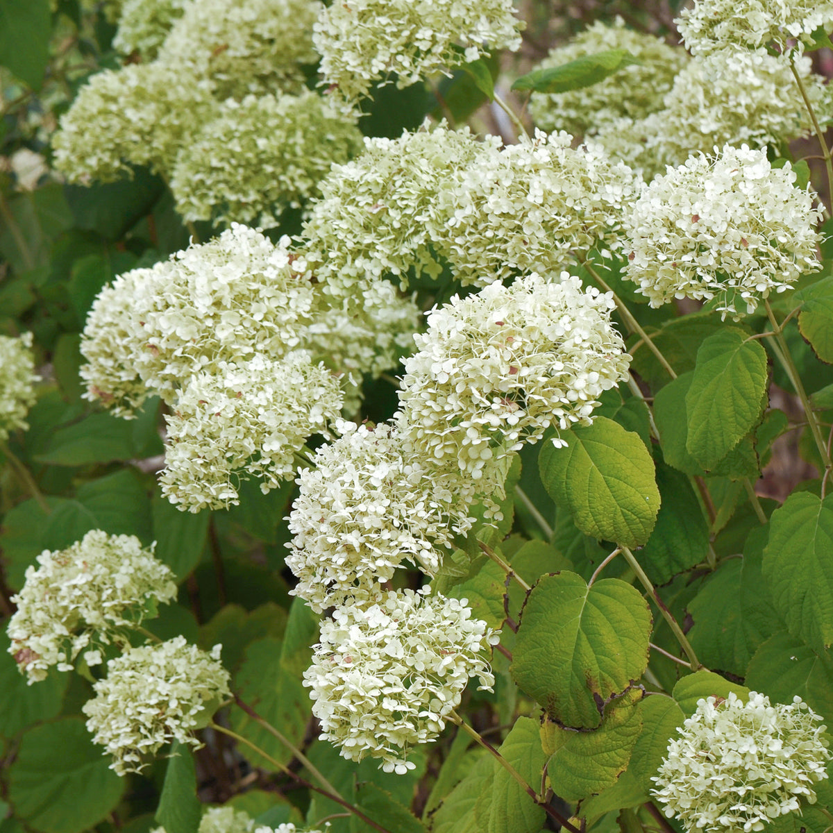 Blühende Ballhortensie 'Strong Annabelle'