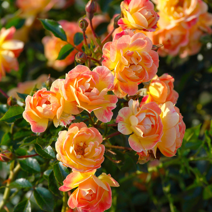 Blühende Bodendeckerrose 'Bienenweide Fruity'®