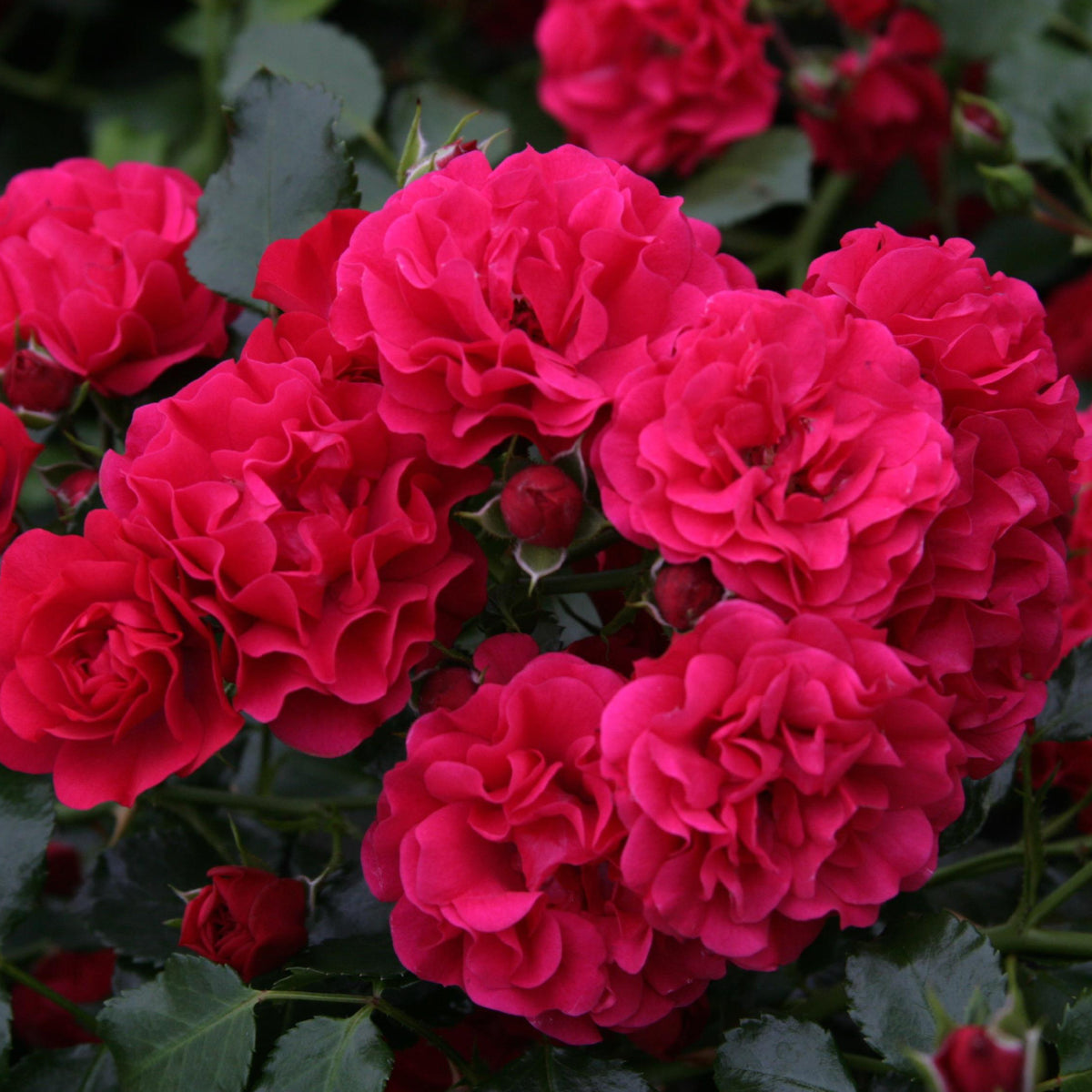 Blühende Bodendeckerrose 'Gärtnerfreude'®
