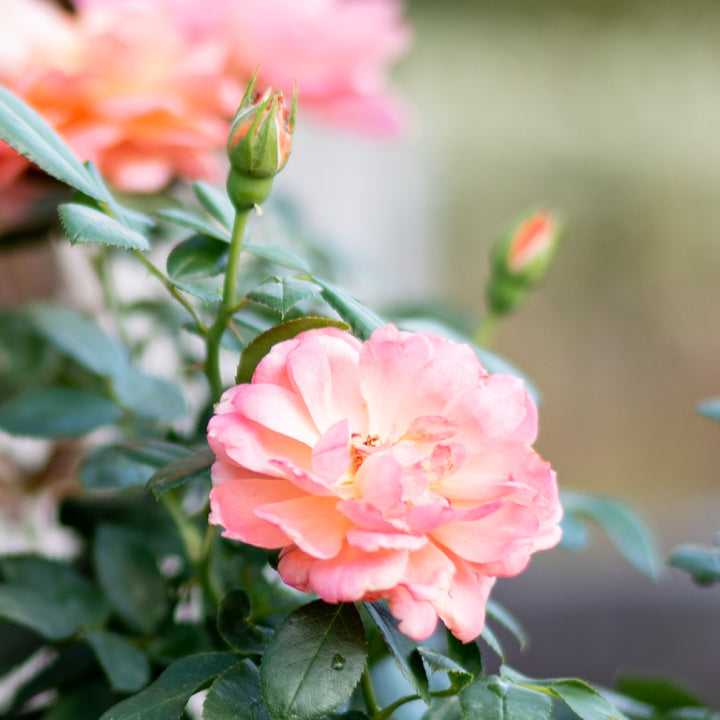 Blühende Edelrose 'Sugar Candy Rose®'