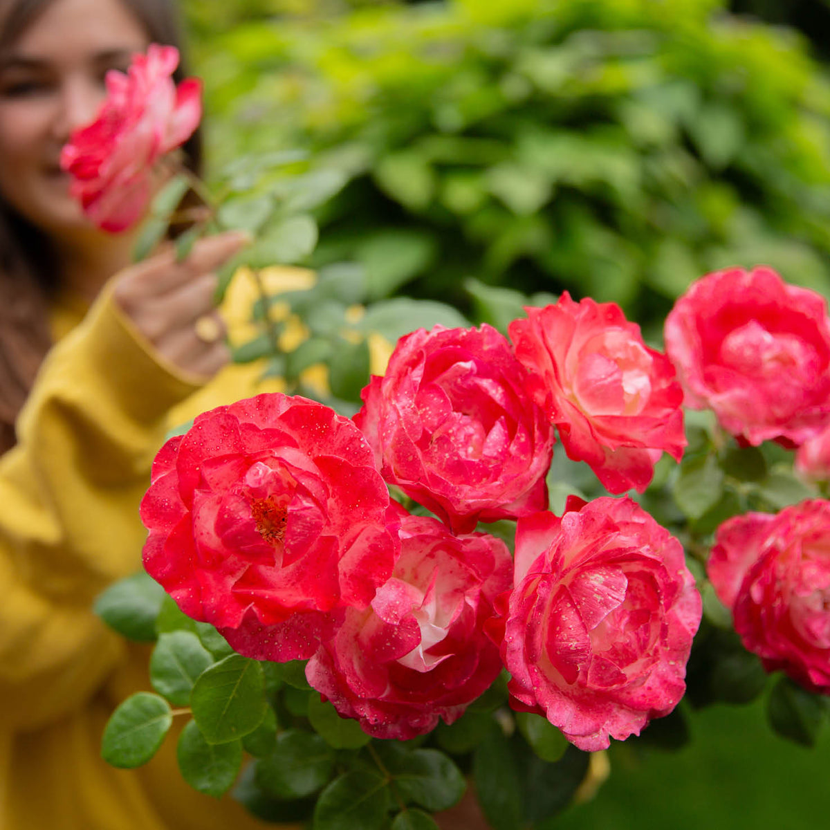 Blühende 'Nostalgie'®-Rose