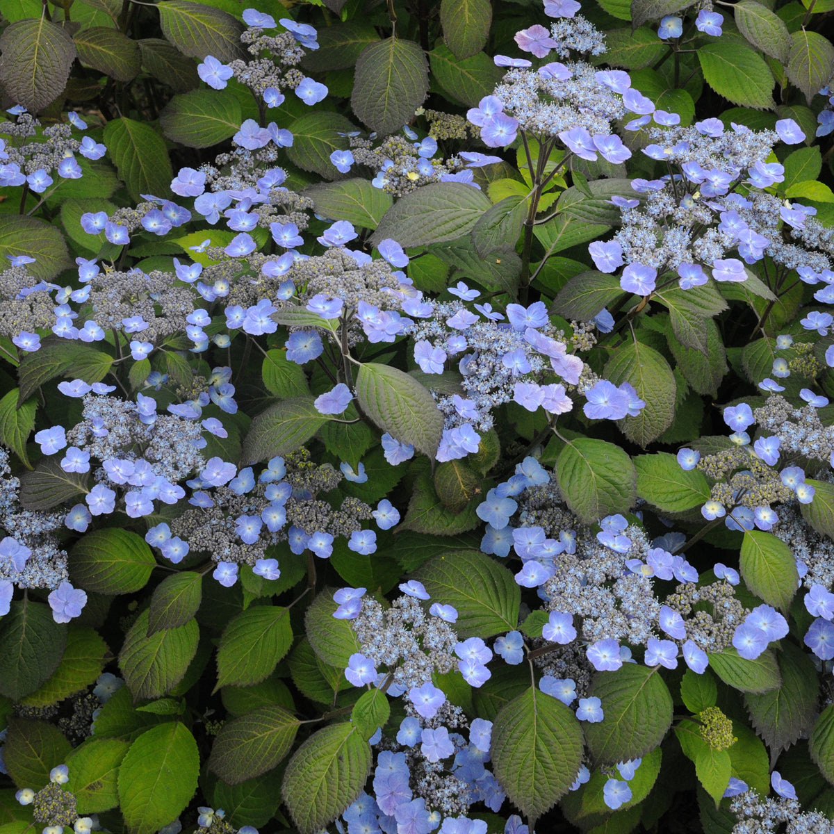 Blühende Tellerhortensie 'Veerle'