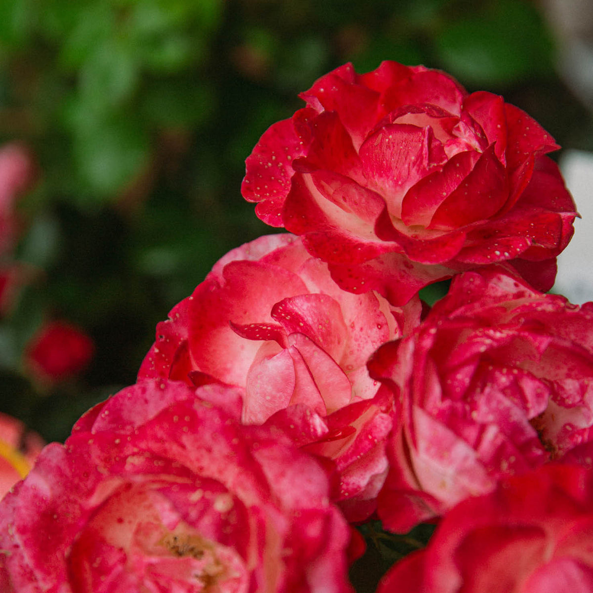 Nahaufnahme Blüte der 'Nostalgie'®-Rose