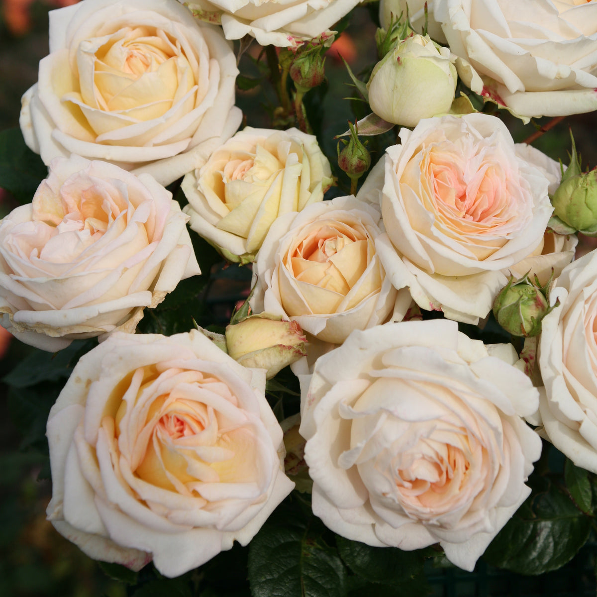 Blüten der Edelrose Parfuma® 'Madame Anisette®'