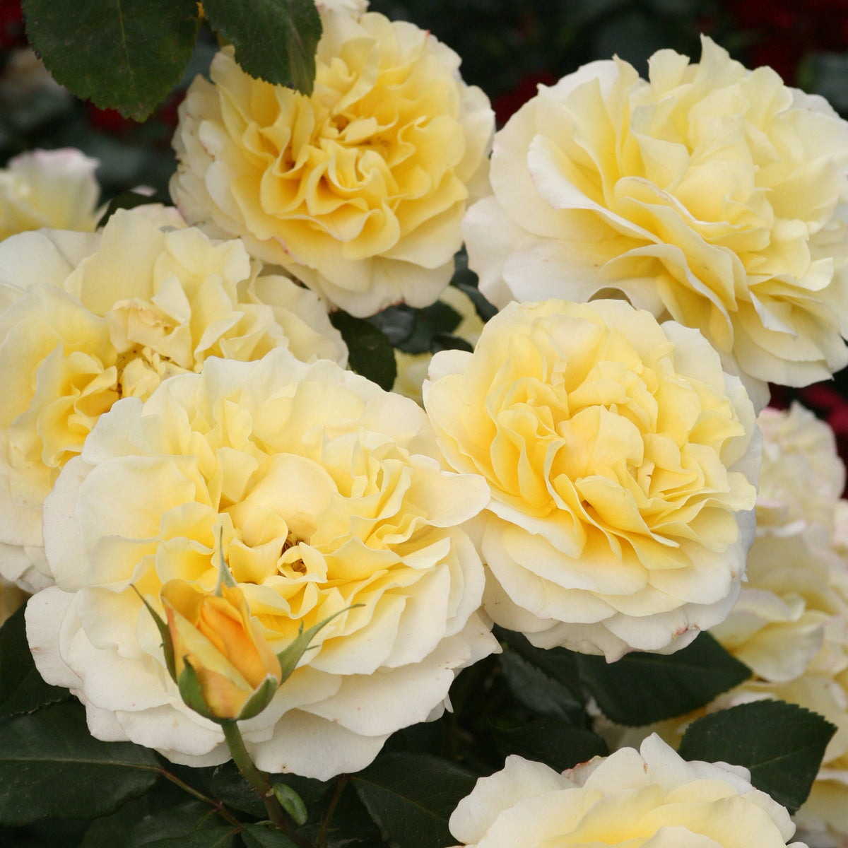 Blüten der Edelrose 'Sunny Sky®'
