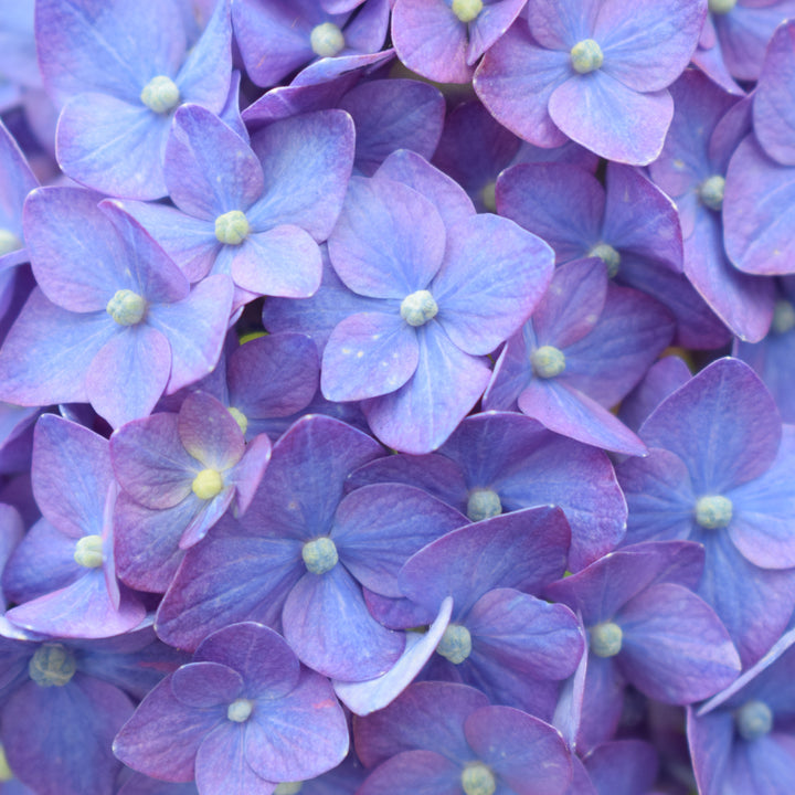 Blüten der lila Hortensie Endless Summer® 'Summer Love'