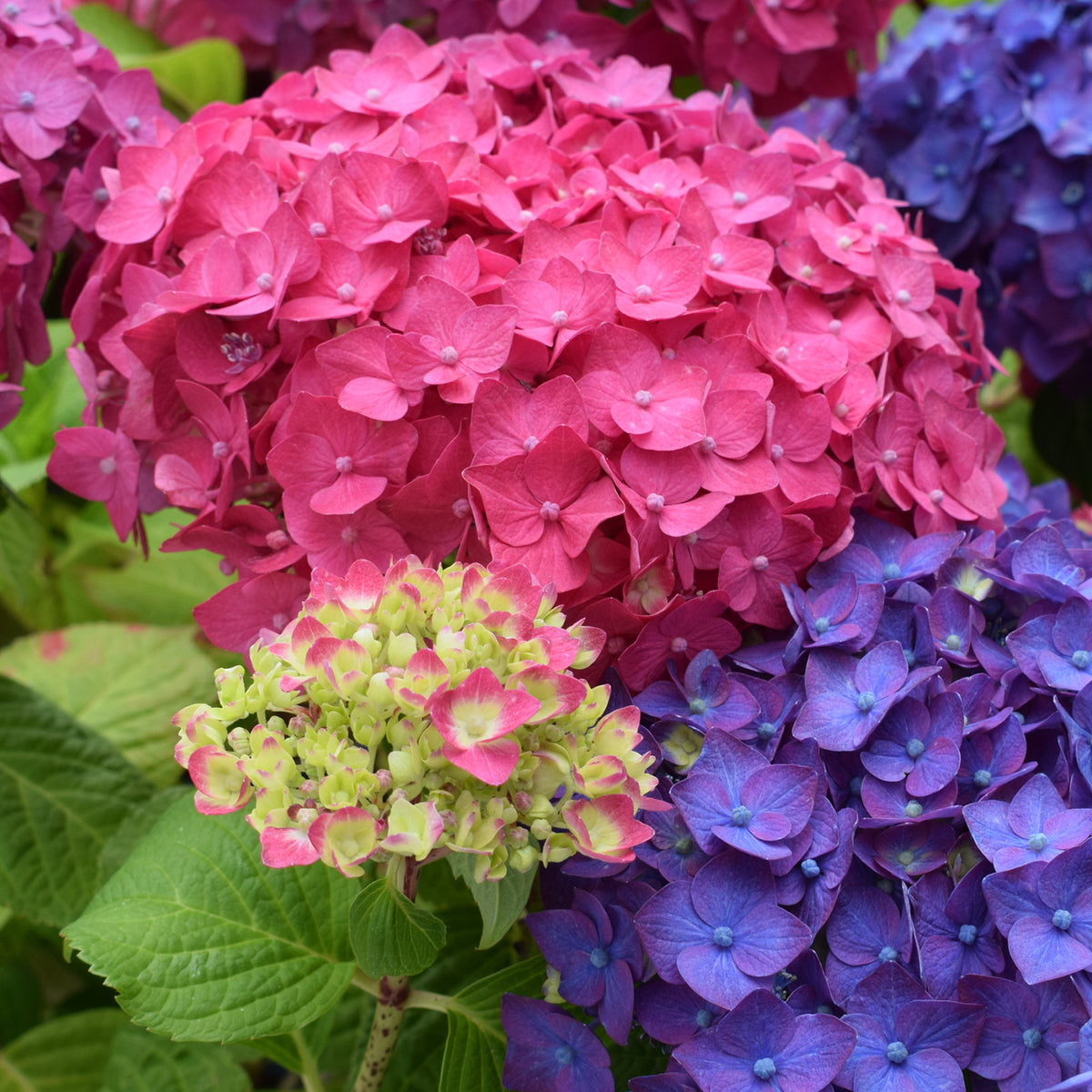 Blüten der roten Hortensie Endless Summer® 'Summer Love'