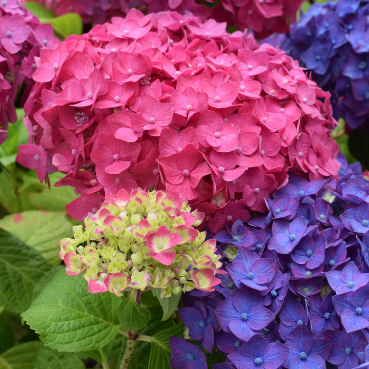 Blüten der roten Hortensie Endless Summer® 'Summer Love'