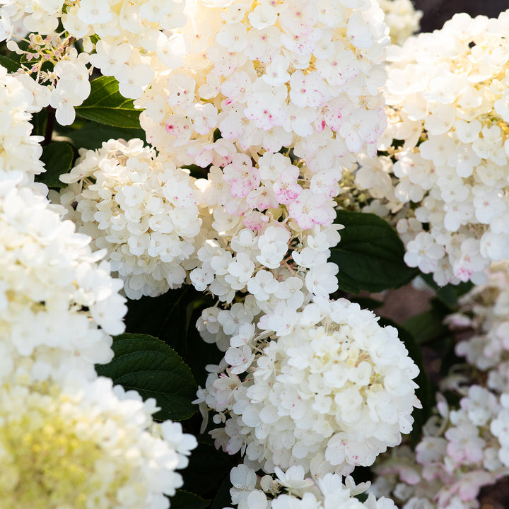 Blütenrispen der Hortensie 'Living Little Blossom'®