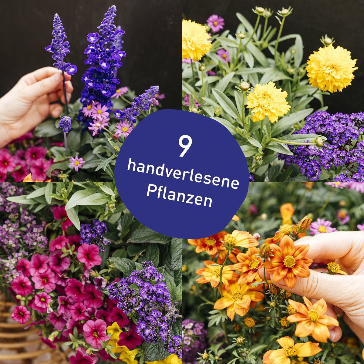 Blumenkasten Flower Power mit handverlesenen Pflanzen in Gärtner-Qualität