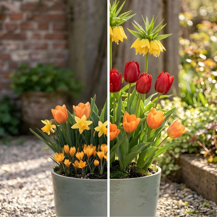 Blumenzwiebel-Lasagne 'Golden Glow'
