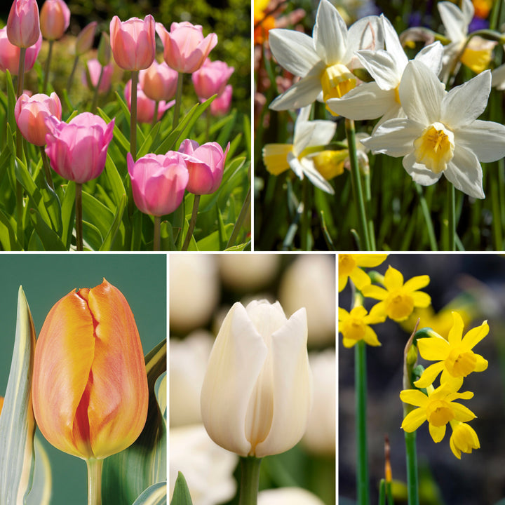 Blumenzwiebel-Mix 'Bloomy Garden'