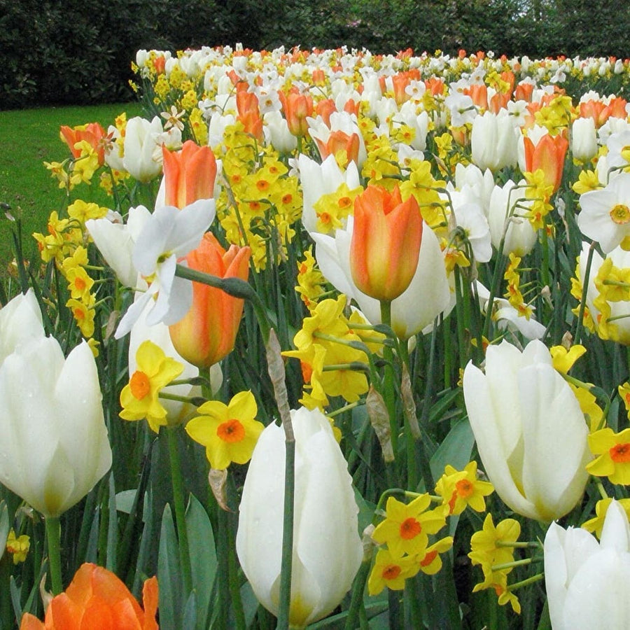 Blumenzwiebel-Mix 'Bright Side Yellow'