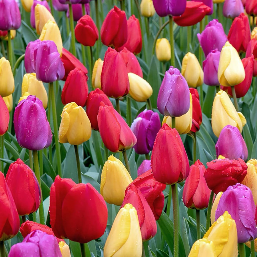 Blumenzwiebel-Mix 'Cheer Up Collection'