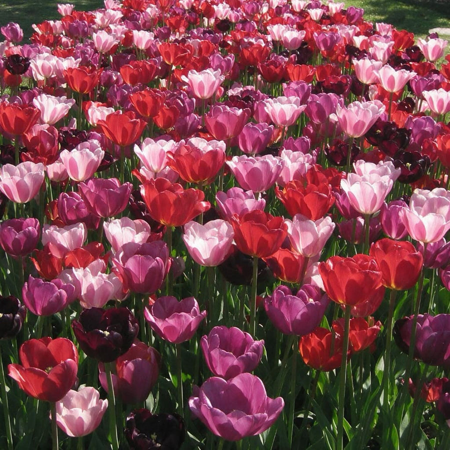 Blumenzwiebel-Mix 'Daily News'