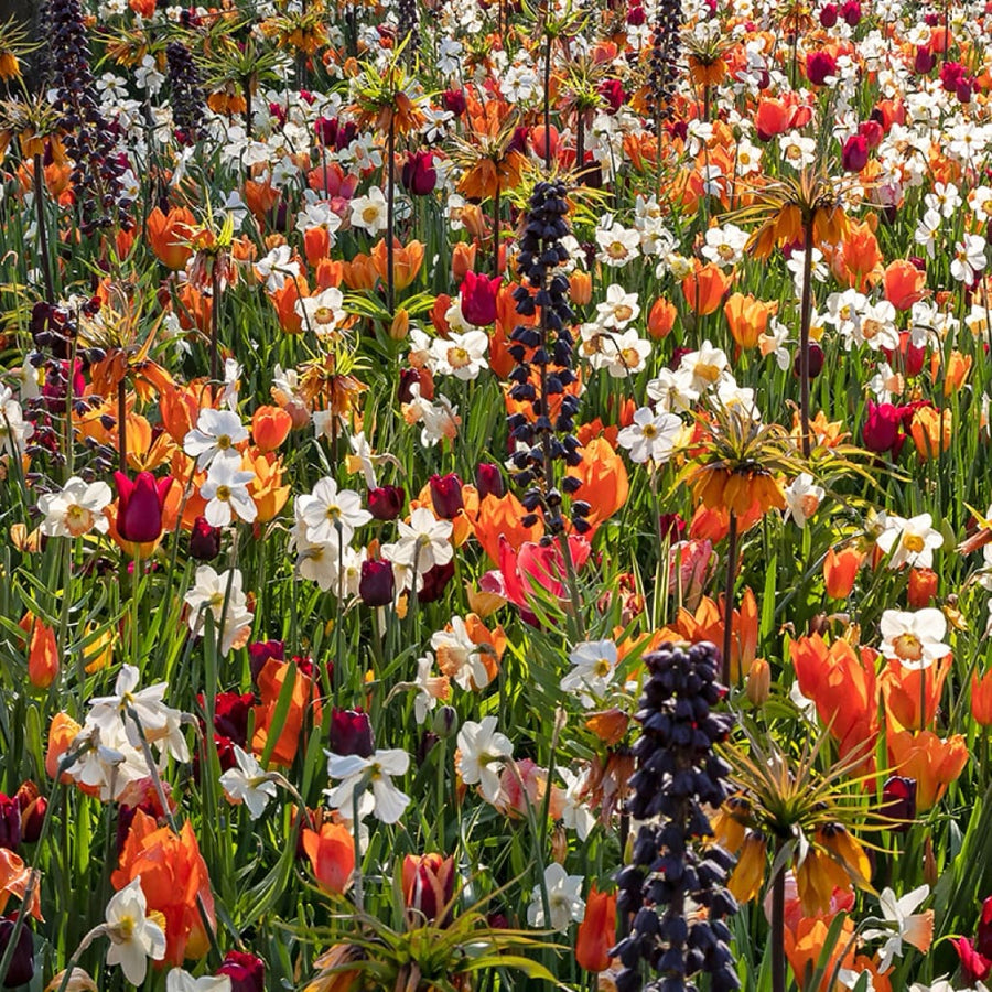 Blumenzwiebel-Mix 'Deep Velvet'