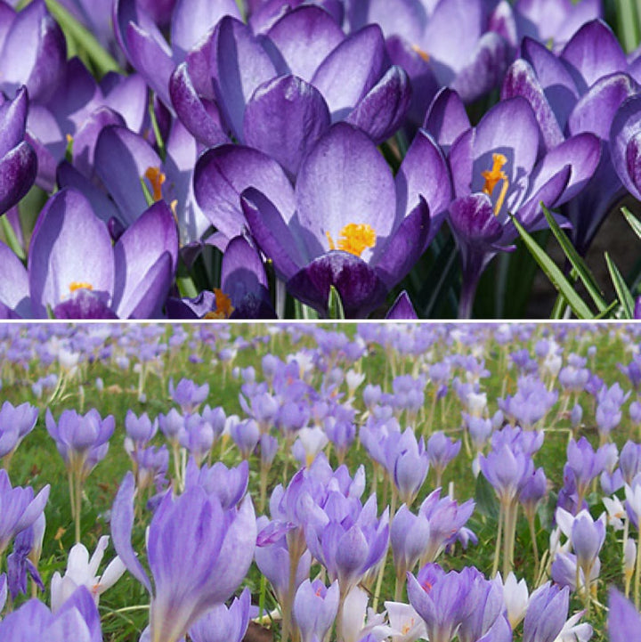 Blumenzwiebel-Mix 'Double Season Crocus Collection'