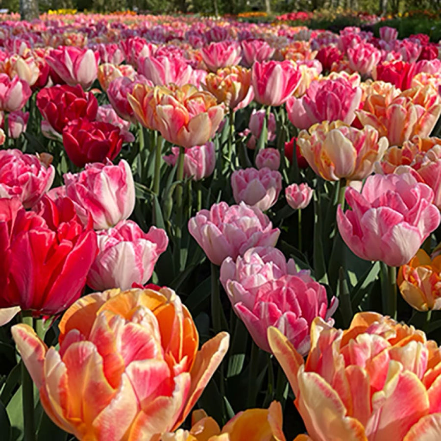 Blumenzwiebel-Mix 'Foxtrot Party'