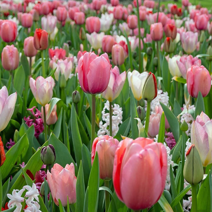 Blumenzwiebel-Mix 'Fragrant Pink Dreams'