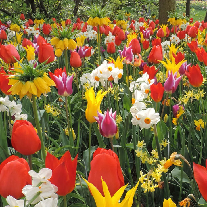 Blumenzwiebel-Mix 'Golden Sunshine'