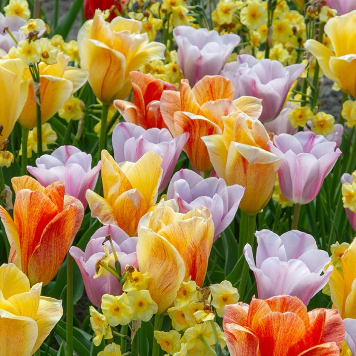 Blumenzwiebel-Mix 'High Energy'