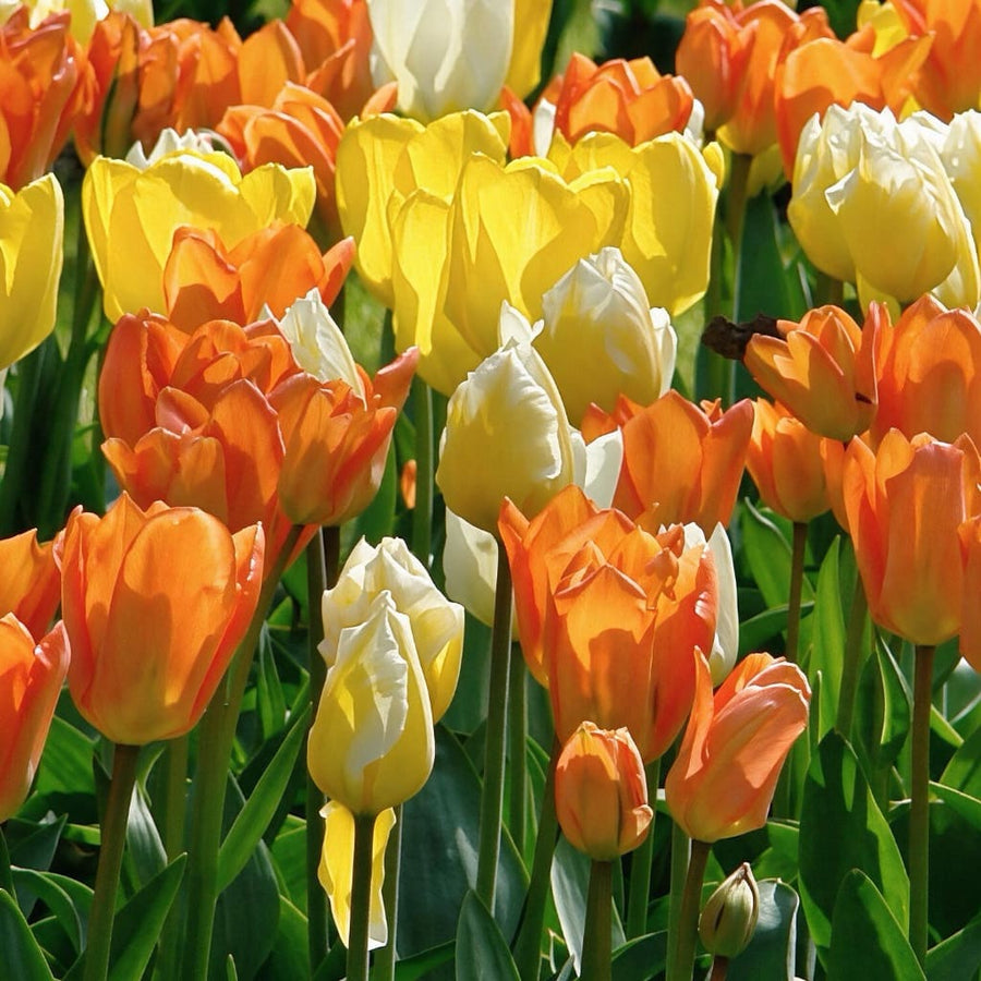 Blumenzwiebel-Mix 'Imperial Golden'