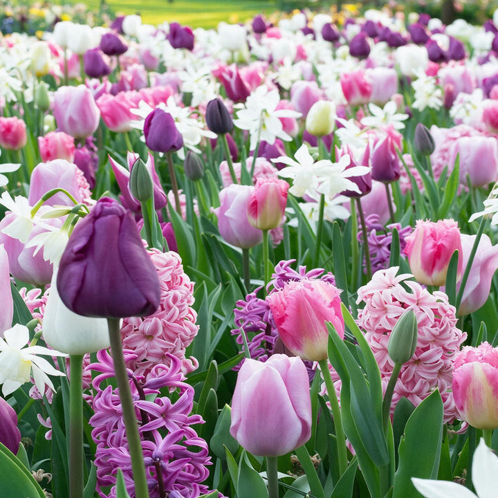 Blumenzwiebel-Mix 'Purple Hues'